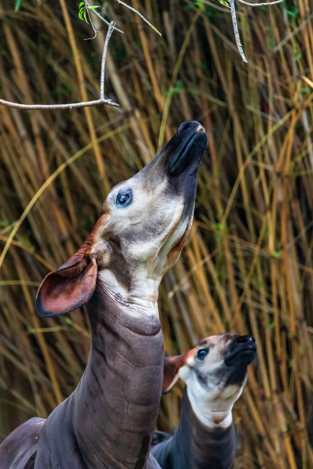 Réserve de faune à okapis